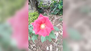 After seeing my stepsister's miles, I was shocked to see my stepsister's new video